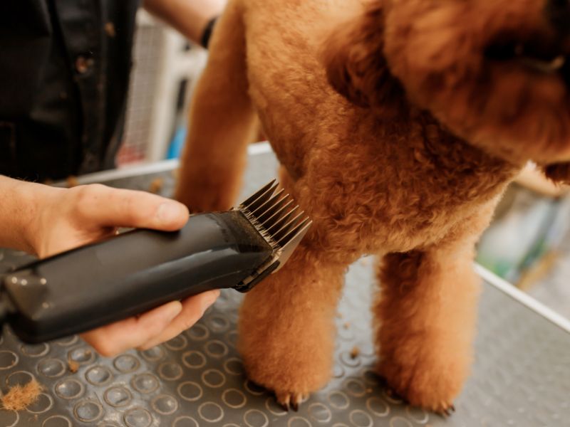 brown poodle getting a haircut at a professional groomer