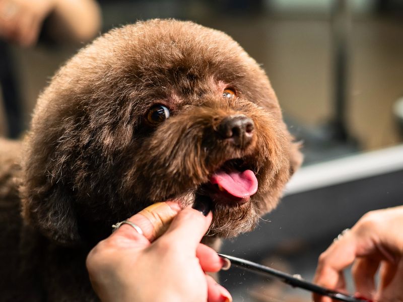 small fluffy chocolate brown dog getting a haircut at a professional groomer