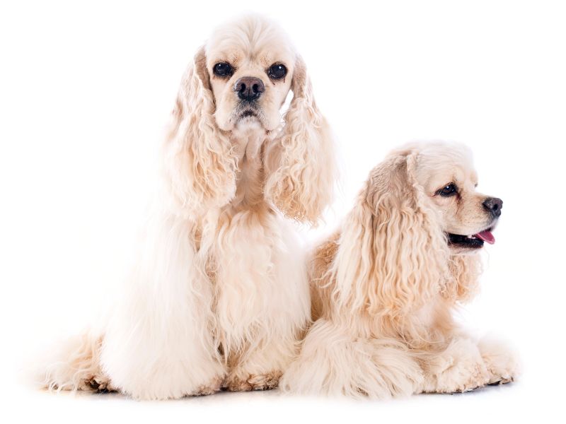 two american cocker spaniel dogs on a white background