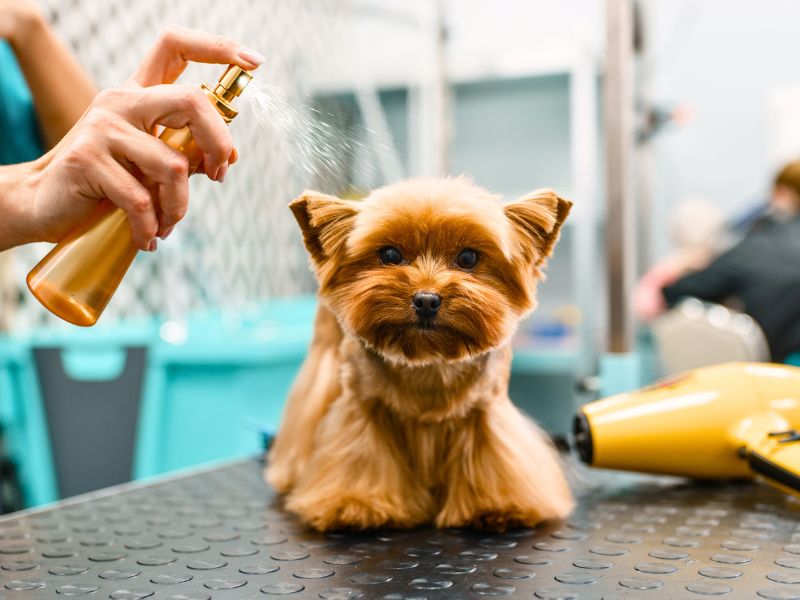 yorkie dog being spritzed at the groomer's