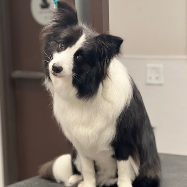 A black and white Border Collie dog sitting on a grooming table, looking to A black and white Border Collie dog sitting on a grooming table, looking to