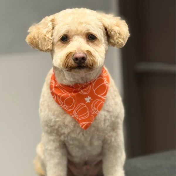 A light-colored dog with a fluffy coat sits facing forward, wearing an orange A light-colored dog with a fluffy coat sits facing forward, wearing an orange