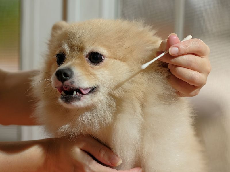 A person is cleaning a Pomeranian dog's ear with a cotton swab.