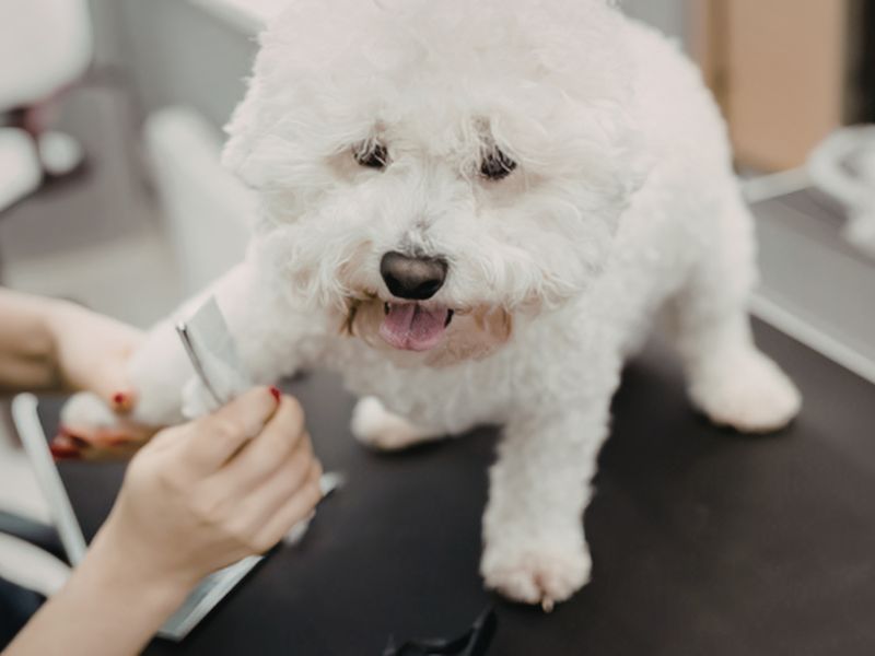 A person using clippers to trim the fur on a white Bichon Frise dog's paw.