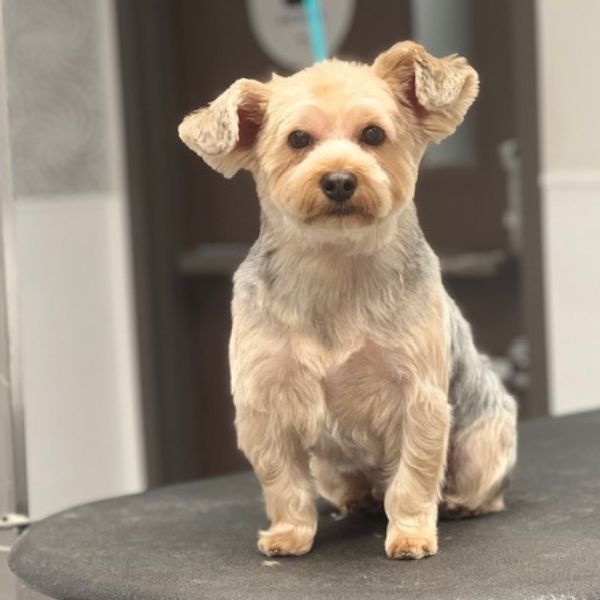 A small Yorkshire Terrier dog with light brown and gray fur sits attentively on a A small Yorkshire Terrier dog with light brown and gray fur sits attentively on a