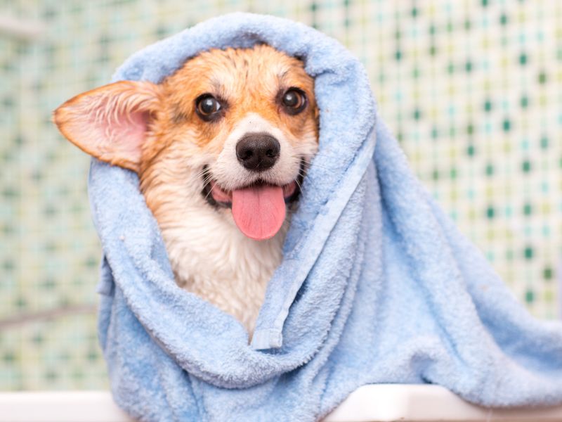 A wet corgi puppy wrapped in a light blue towel, with its tongue sticking out