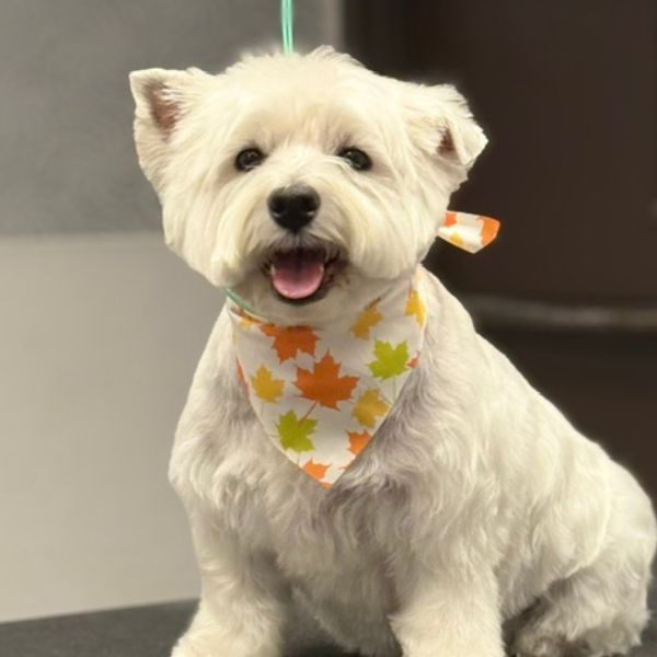 A white West Highland Terrier dog sits on a grooming table wearing a A white West Highland Terrier dog sits on a grooming table wearing a