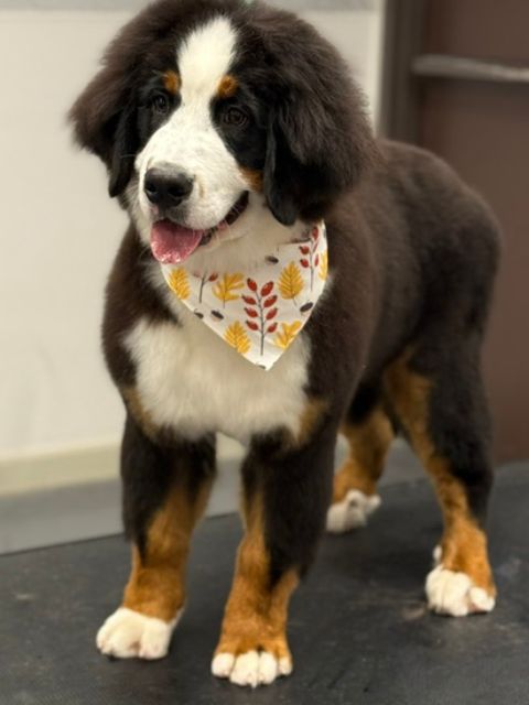 A Bernese Mountain Dog puppy stands on a grooming table wearing a bandana with a fall leaf pattern. A Bernese Mountain Dog puppy stands on a grooming table wearing a bandana with a fall leaf pattern.