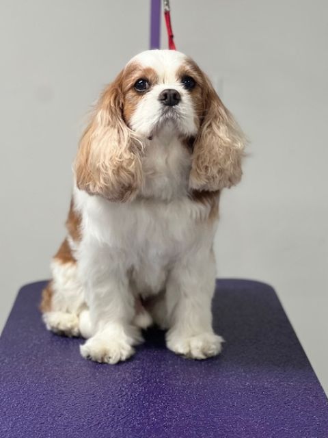 A Cavalier King Charles Spaniel dog sits looking up, with brown and white fur, A Cavalier King Charles Spaniel dog sits looking up, with brown and white fur,