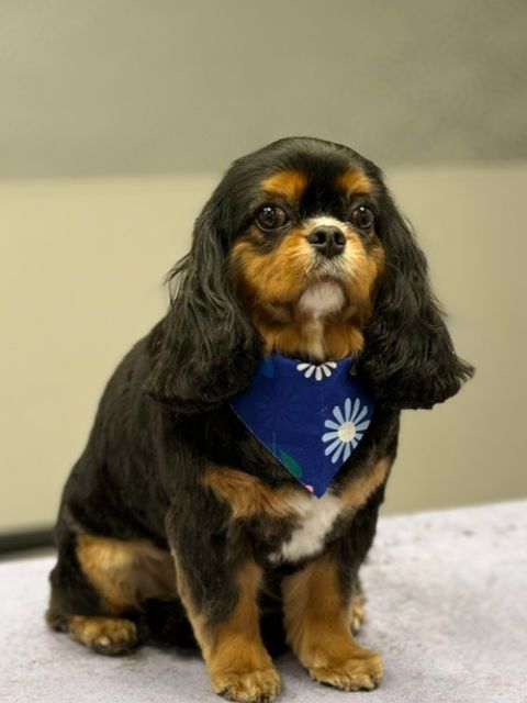 A Cavalier King Charles Spaniel dog with black and tan fur sits attentively A Cavalier King Charles Spaniel dog with black and tan fur sits attentively