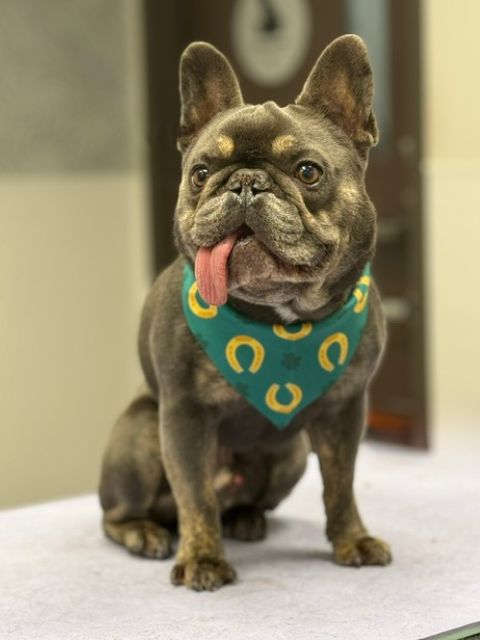 A French bulldog with a blue merle coat and tan markings sits with its A French bulldog with a blue merle coat and tan markings sits