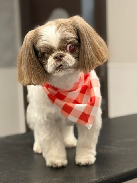 A Shih Tzu dog with brown and white fur, wearing a red and A Shih Tzu dog with brown and white fur, wearing a red and