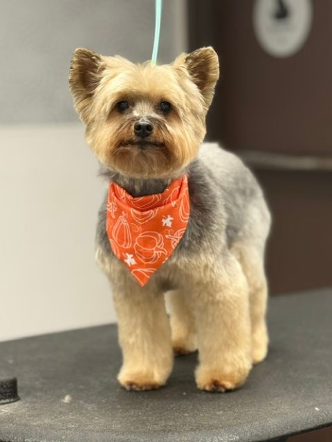 A Yorkshire Terrier dog wearing an orange bandana with white pumpkin and leaf patterns. A Yorkshire Terrier dog wearing an orange bandana with white pumpkin and leaf patterns.