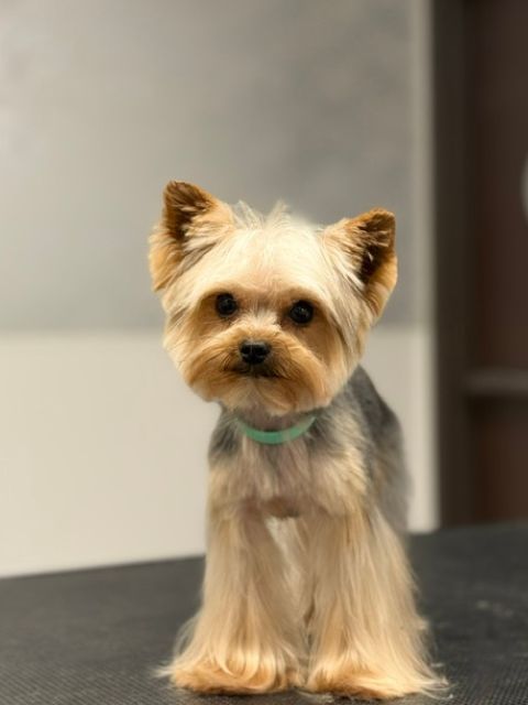A Yorkshire Terrier with a light blue collar sits on a dark surface with its fur groomed A Yorkshire Terrier with a light blue collar sits on a dark surface with its fur groomed