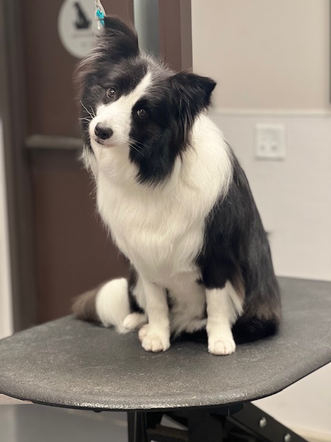 A black and white dog sits confidently on a wooden table A black and white dog sits confidently on a wooden table