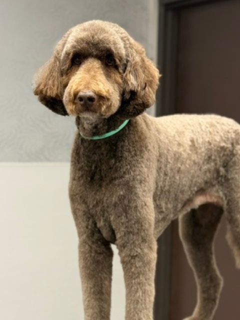 A brown poodle with a neatly trimmed coat and a light green collar stands on a A brown poodle with a neatly trimmed coat and a light green collar stands on a