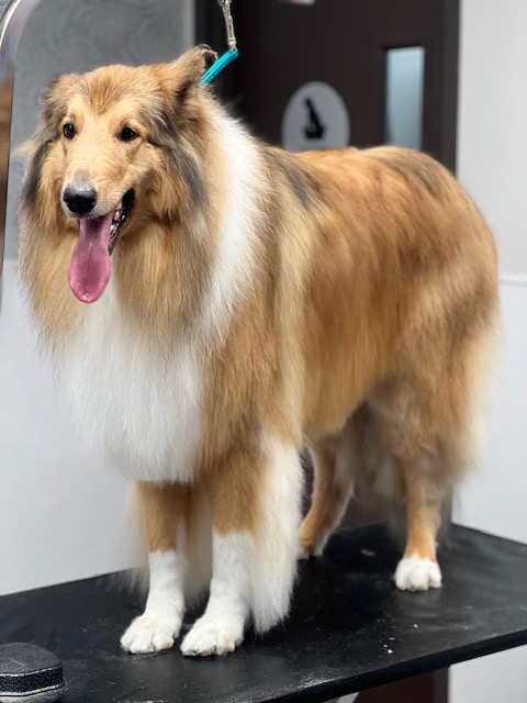 A collie dog stands on a grooming table A collie dog stands on a grooming table
