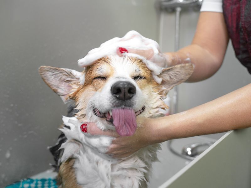 A corgi dog with eyes closed and tongue out is being bathed