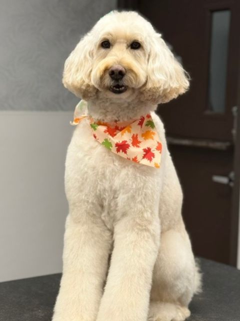 A cream-colored doodle dog with a bandana featuring autumn leaves sits A cream-colored doodle dog with a bandana featuring autumn leaves sits
