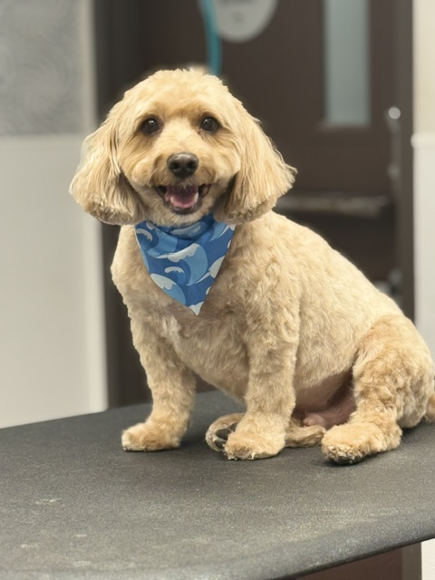 A dog adorned with a blue bandana is perched on a table, gazing attentively. A dog adorned with a blue bandana is perched on a table, gazing attentively.