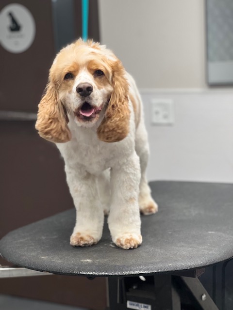 A dog sits calmly on a grooming table in a salon A dog sits calmly on a grooming table in a salon