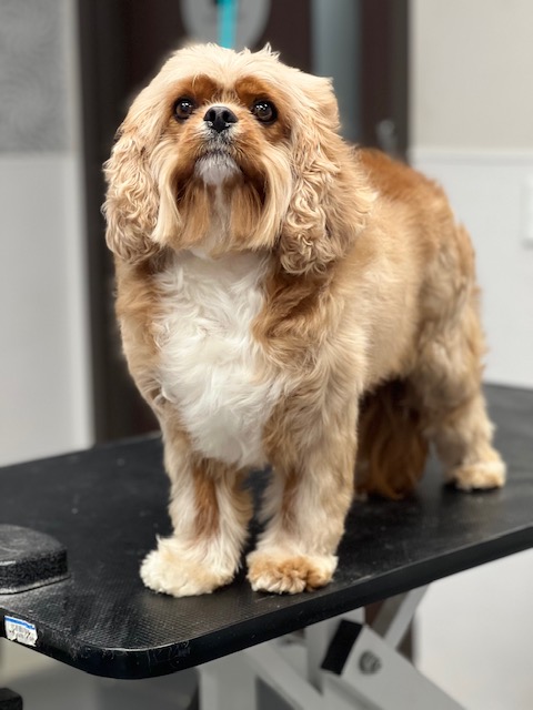 A dog stands on a grooming table in a salon, surrounded by grooming tools and bright lighting. A dog stands on a grooming table in a salon, surrounded by grooming tools and bright lighting.