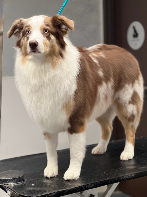 A dog stands on a grooming table, secured with a blue cord, ready for grooming. A dog stands on a grooming table, secured with a blue cord, ready for grooming.