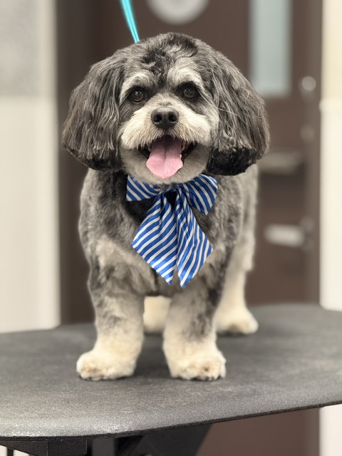A dog wearing a blue and white striped bow tie, showcasing a playful and stylish appearance A dog wearing a blue and white striped bow tie, showcasing a playful and stylish appearance