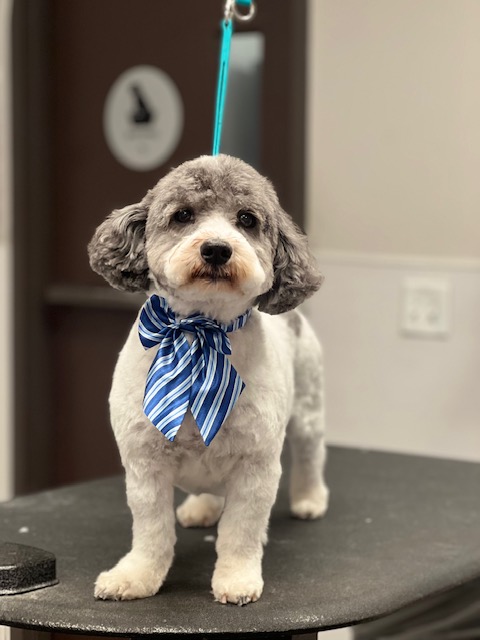 A dog wearing a blue and white striped tie, looking smart and playful. A dog wearing a blue and white striped tie, looking smart and playful.