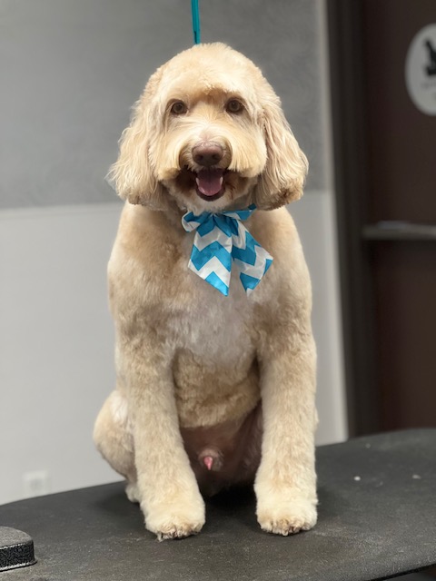 A dog wearing a blue tie sits on a table, looking curiously A dog wearing a blue tie sits on a table, looking curiously