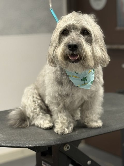A dog wearing a colorful bandana sits confidently on a skateboard A dog wearing a colorful bandana sits confidently on a skateboard