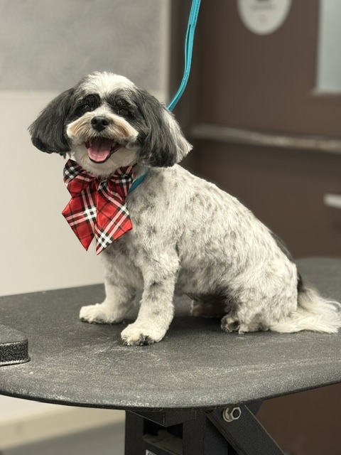 A dog wearing a red and white plaid bow tie A dog wearing a red and white plaid bow tie