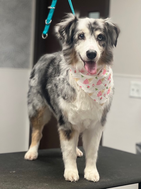 A dog with a colorful bandana sits on a table, looking curiously A dog with a colorful bandana sits on a table, looking curiously