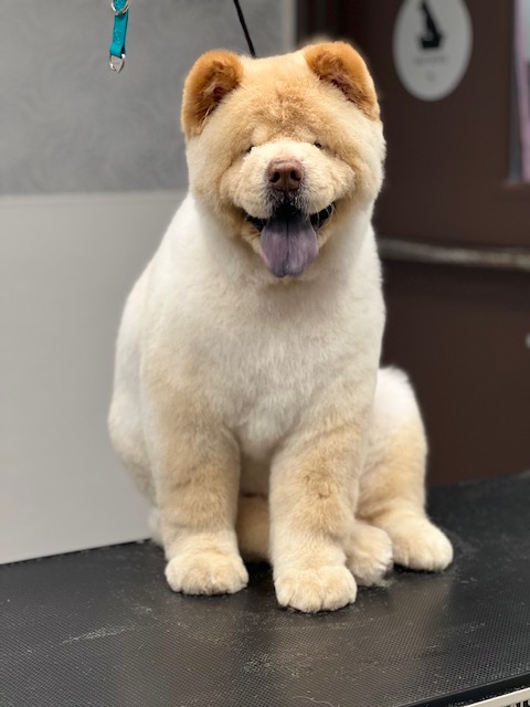 A dog with its tongue out sits playfully on a table A dog with its tongue out sits playfully on a table