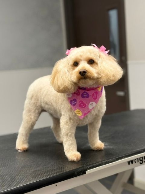 A fluffy light-colored dog with pink bows on its ears and a pink bandana with A fluffy light-colored dog with pink bows on its ears and a pink bandana with
