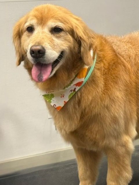 A golden retriever stands on a grooming table wearing a bandana with a colorful pattern. A golden retriever stands on a grooming table wearing a bandana with a colorful pattern.