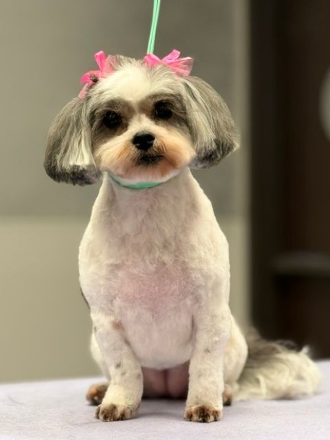 A groomed Shih Tzu with pink bows in its fur and a light blue collar sits on a table. A groomed Shih Tzu with pink bows in its fur and a light blue collar sits on a table.