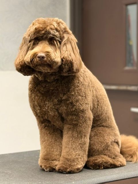 A groomed brown poodle mix dog sits on a dark gray surface, facing slightly A groomed brown poodle mix dog sits on a dark gray surface, facing slightly