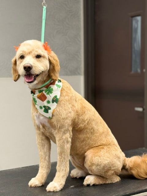 A light brown dog with orange bows on its ears and a bandana with shamrocks A light brown dog with orange bows on its ears and a bandana with shamrocks