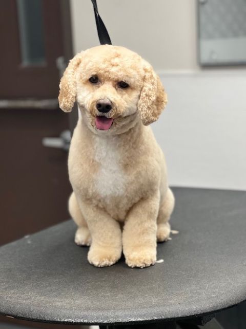 A light brown poodle mix dog with a freshly groomed coat sits on A light brown poodle mix dog with a freshly groomed coat sits on