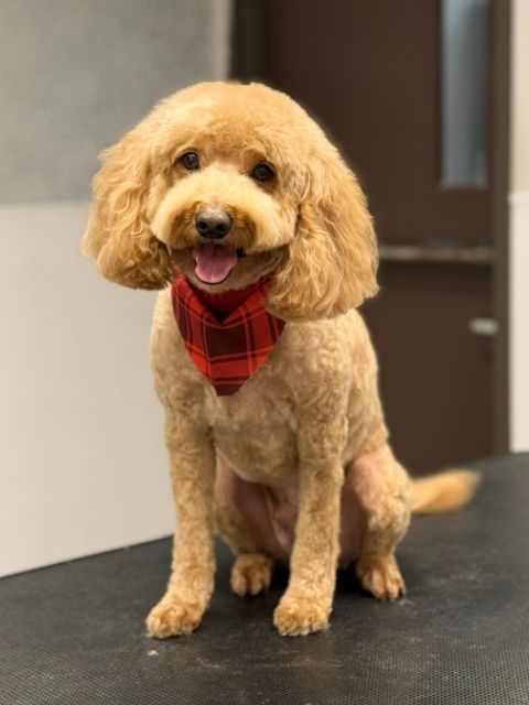 A light brown poodle wearing a red and black plaid bandana sits on a grooming A light brown poodle wearing a red and black plaid bandana sits on a grooming