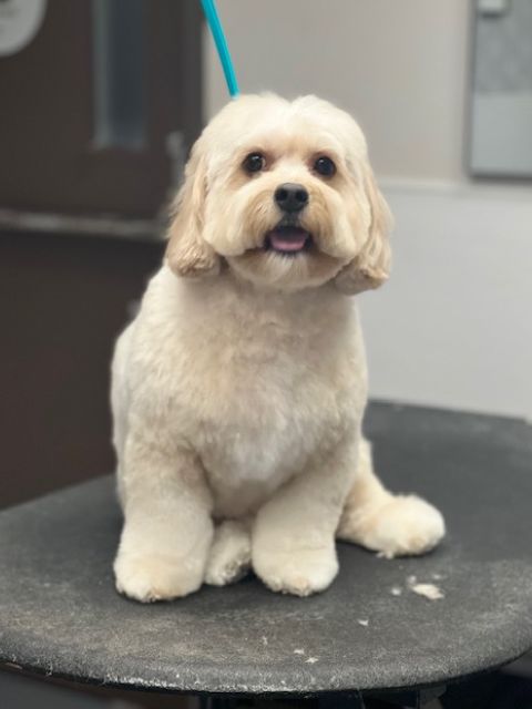 A light-colored dog with a fluffy coat and floppy ears sits on a grooming A light-colored dog with a fluffy coat and floppy ears sits on a grooming