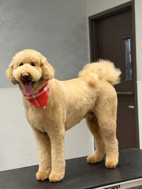A light golden doodle dog stands on a grooming table wearing a red and white checkered A light golden doodle dog stands on a grooming table wearing a red and white checkered