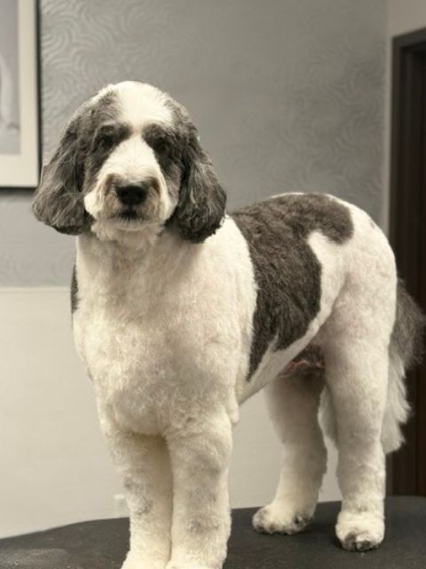 A medium-sized dog with white and gray fur stands on a grooming table. A medium-sized dog with white and gray fur stands on a grooming table.