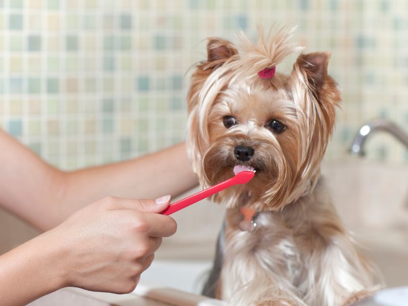 A person is brushing a small Yorkshire Terrier dog