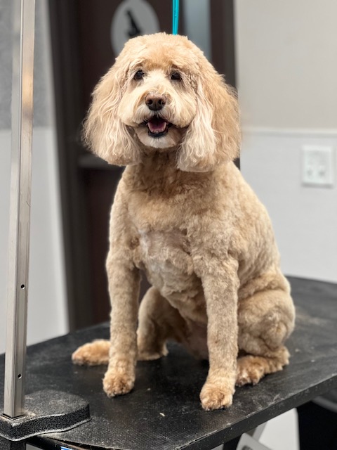 A poodle sits calmly on a grooming table, surrounded by grooming tools and a bright, well-lit salon environment. A poodle sits calmly on a grooming table, surrounded by grooming tools and a bright, well-lit salon environment.