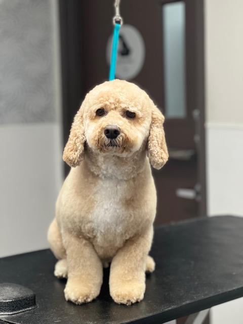 A poodle sits calmly on a grooming table A poodle sits calmly on a grooming table