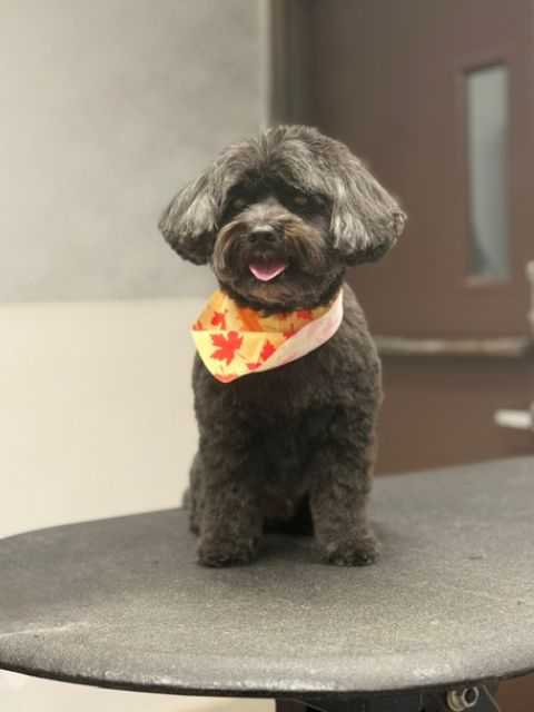 A small black dog with a bandana sits on a grooming table. A small black dog with a bandana sits on a grooming table.