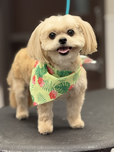 A small dog in a stylish bandana rests on a table A small dog in a stylish bandana rests on a table