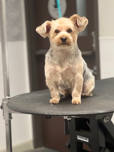 A small dog sits on a grooming table, looking curiously at the A small dog sits on a grooming table, looking curiously at the